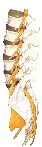 Spine Structure - The proper spine alignment eliminates back pain, sciatica buttock pain, herniated disc pain, poor posture, and physical dysfunctions